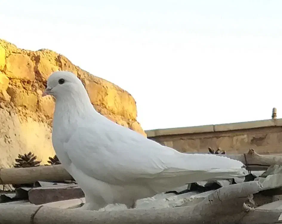 حیوانات مزرعه (کبوتر)|پرنده|خان ببین, |دیوار