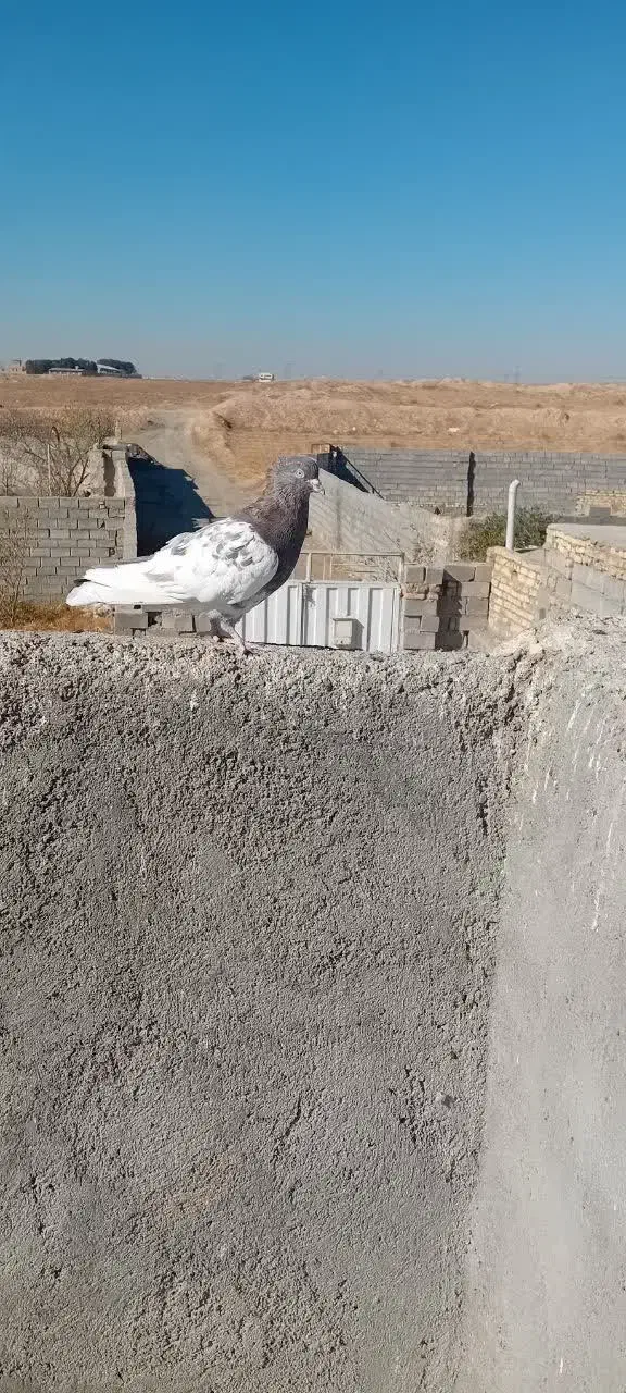 کفتربوم پرشی|پرنده|مشهد, صداقیه|دیوار