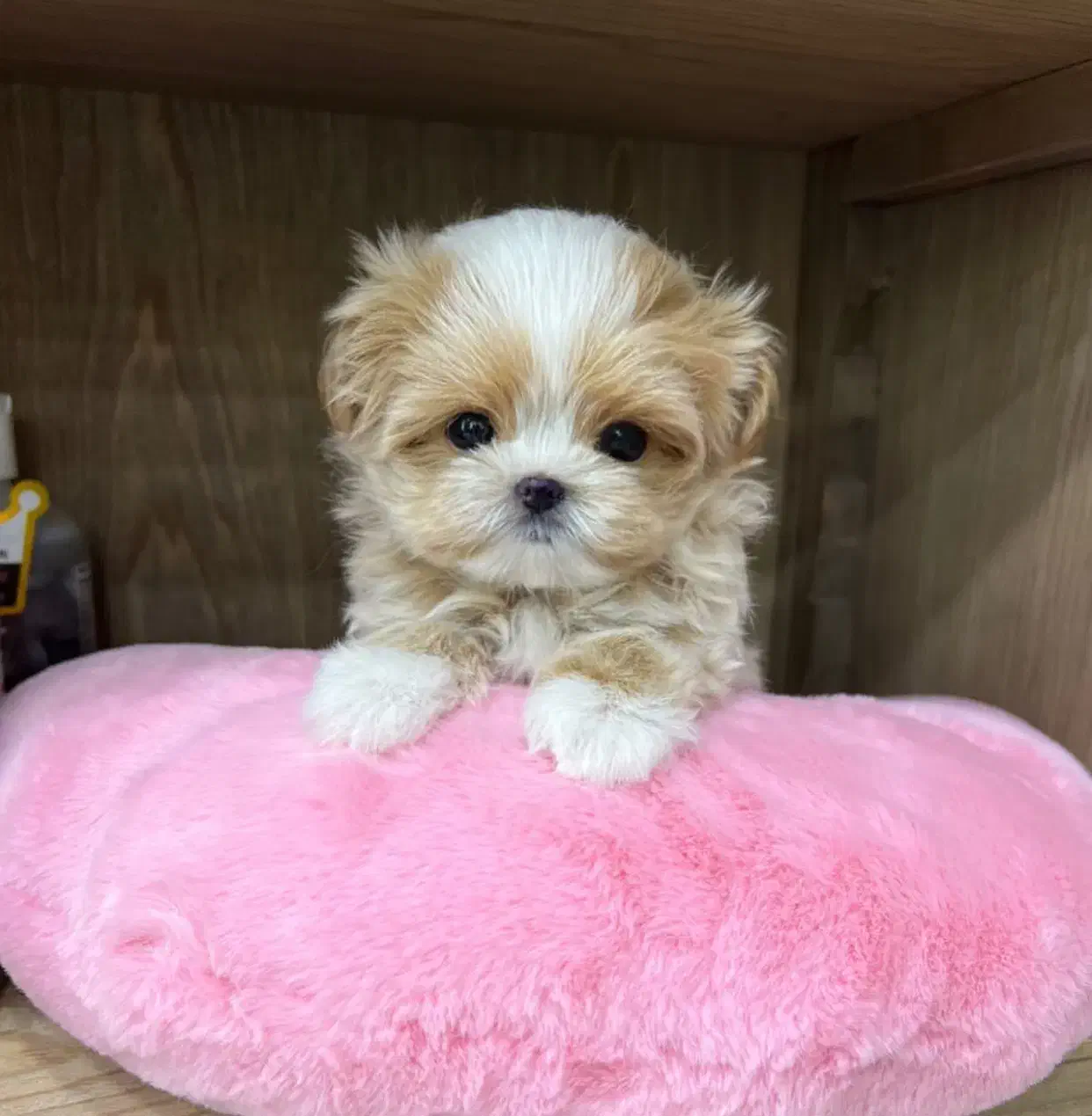poodle arosaki|سگ|تهران, صادقیه|دیوار