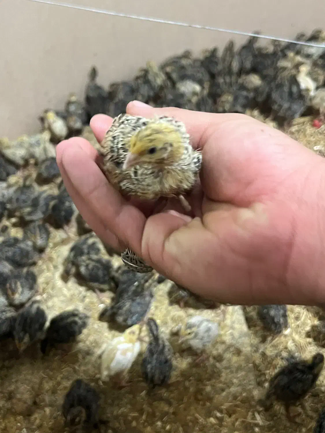 جوجه بلدرچین دوهفته ای دانه ۲۸|حیوانات مزرعه|زابل, |دیوار