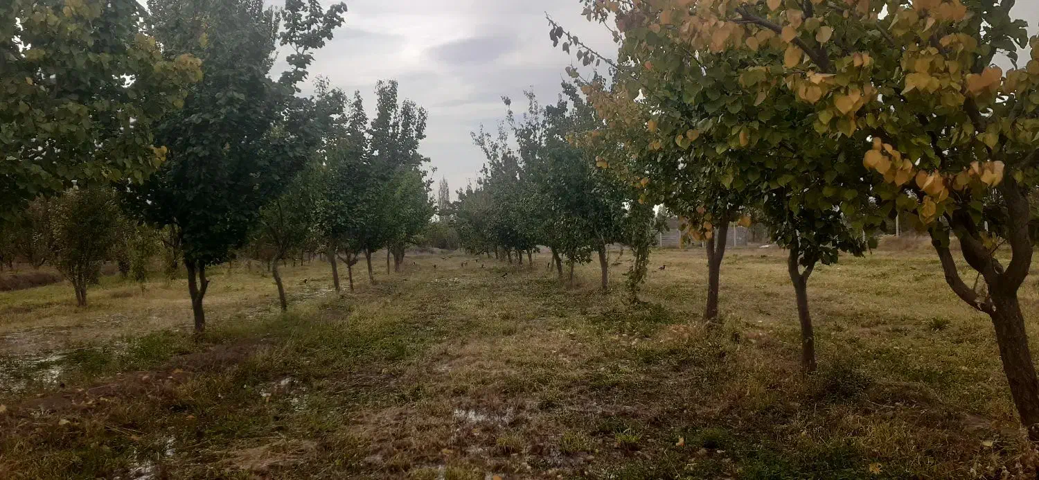 فروش باغ ۱۰۰۰ متر|فروش دفتر صنعتی، کشاورزی، تجاری|کشکسرای, |دیوار