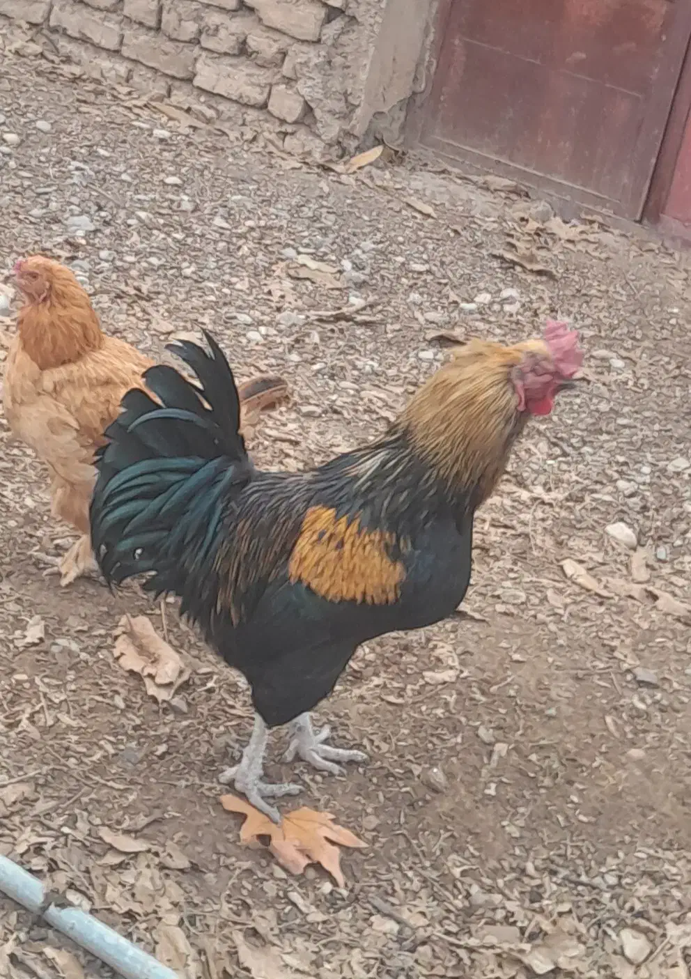 فروش ۳تا خروس محلی|حیوانات مزرعه|کوهسار (البرز), |دیوار