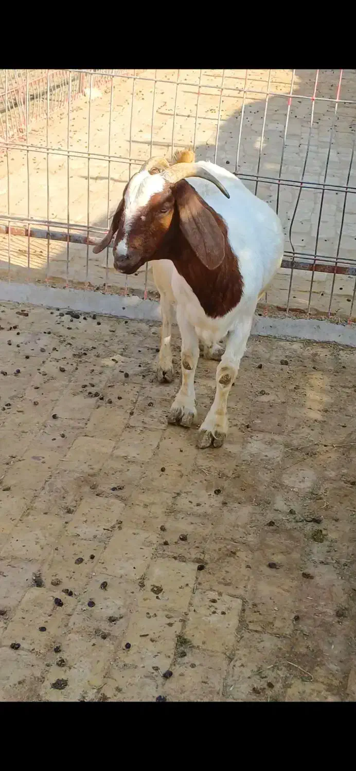 بویر|حیوانات مزرعه|اهواز, کیانپارس |دیوار