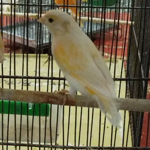 قناری|پرنده|کوهدشت, |دیوار