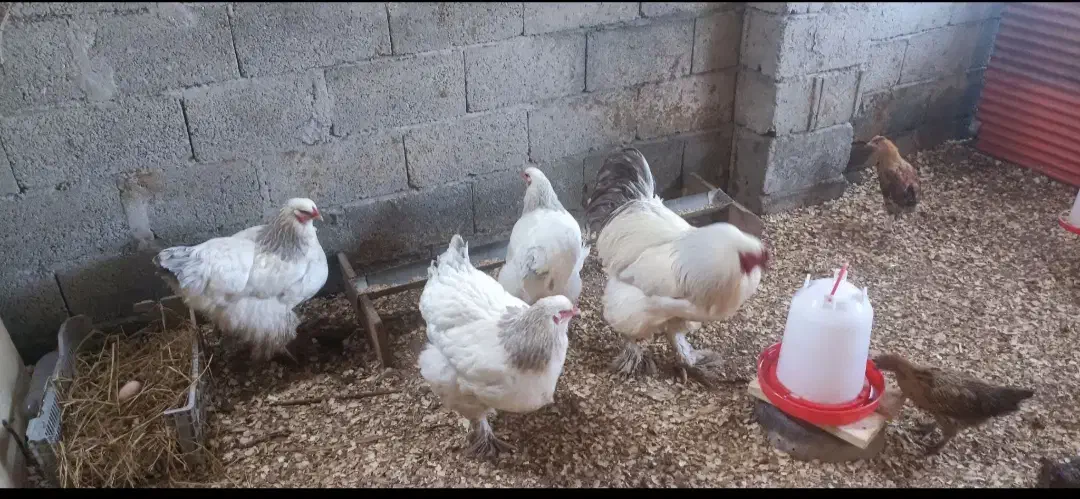 تخم مرغ برهما وآمروک ومینیاتوری|حیوانات مزرعه|اسالم, |دیوار