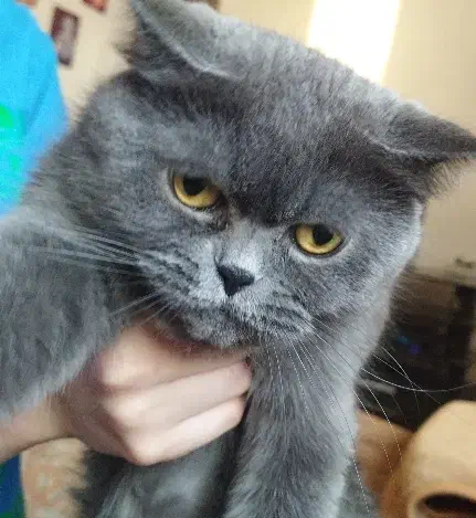 جفتگیری گربه ماده|گربه|سهند, |دیوار