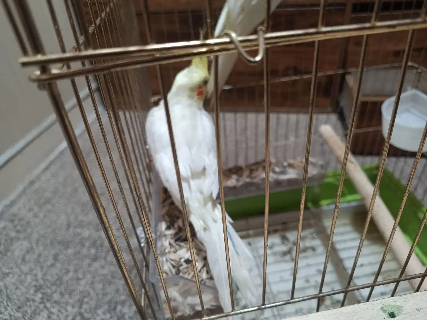 عروس هلندی|پرنده|بندر دیر, |دیوار