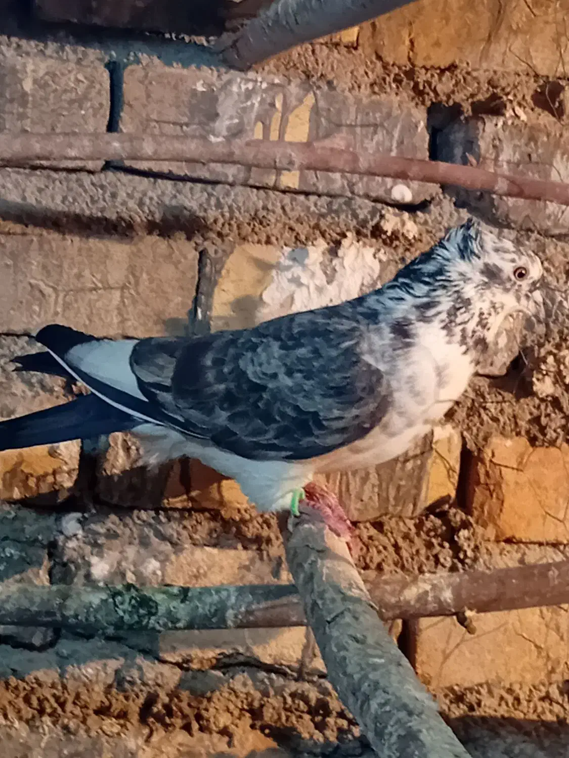 کفتر|حیوانات مزرعه|جوادآباد, |دیوار