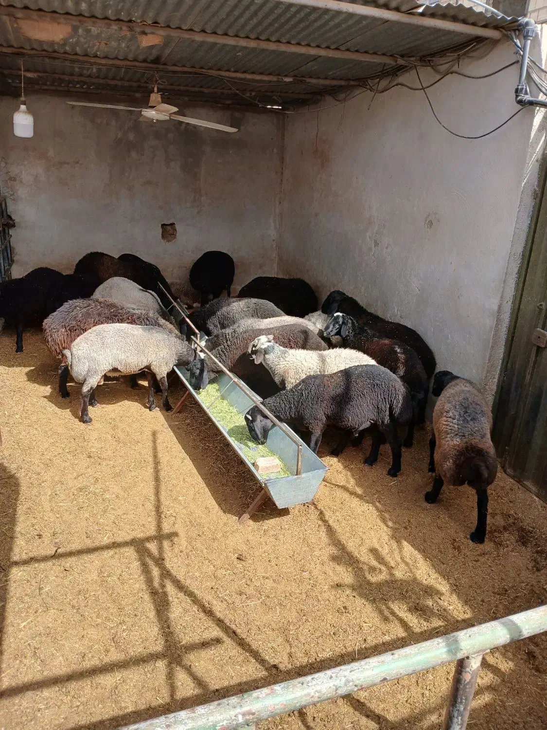 بره نر و ماده|حیوانات مزرعه|پاکدشت, پاکدشت (مامازند)|دیوار