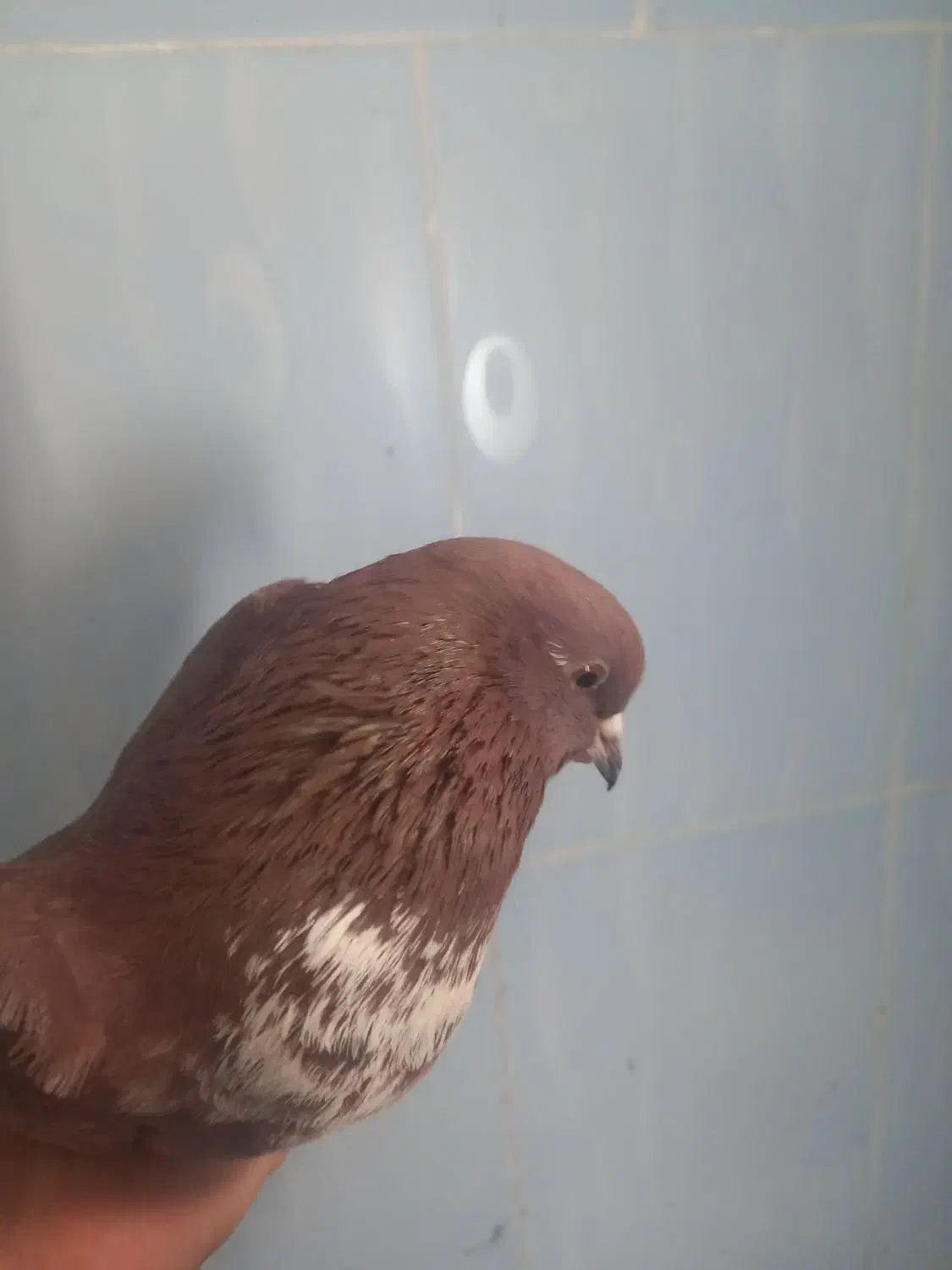 کبوتر|پرنده|خوی, |دیوار