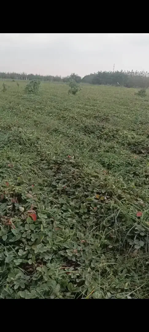 دلند..نهال توت فرنگی سابرینا|خدمات باغبانی و درختکاری|دلند, |دیوار