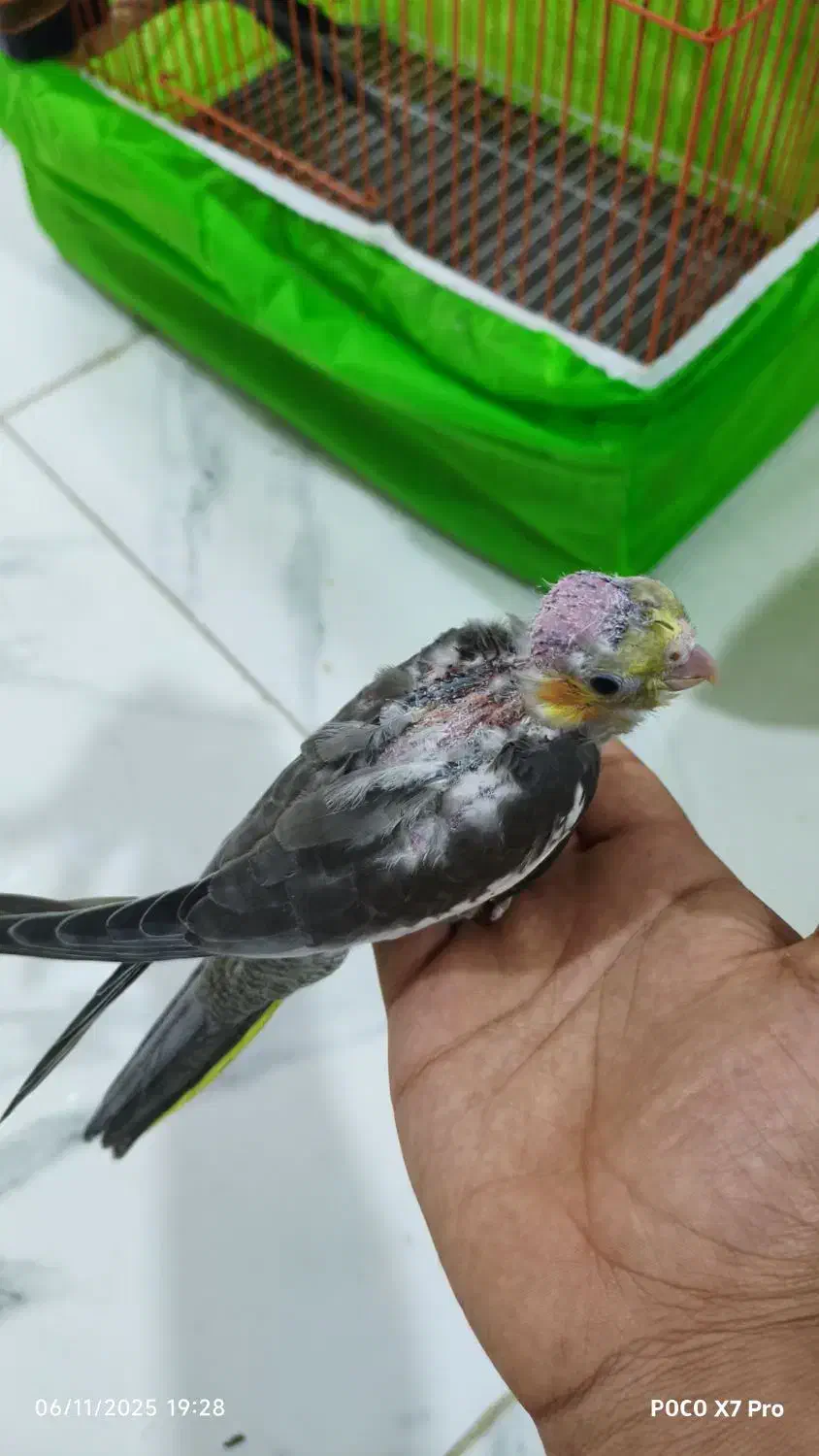 جفت عروس پاریس مولد با دو عدد جوجه|پرنده|حمیدیه, |دیوار