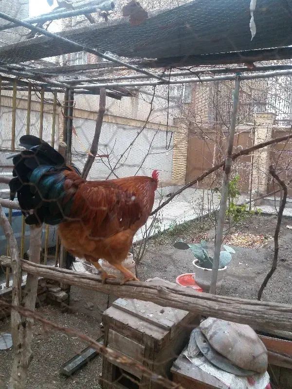 خروس|حیوانات مزرعه|مشهد, هنرستان|دیوار