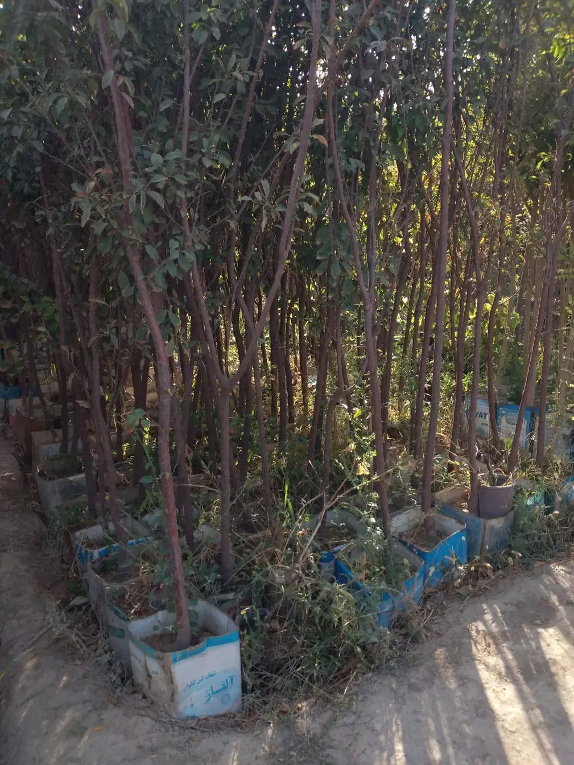 نهال گوجه سبز|گل و گیاه طبیعی|ماهدشت, |دیوار