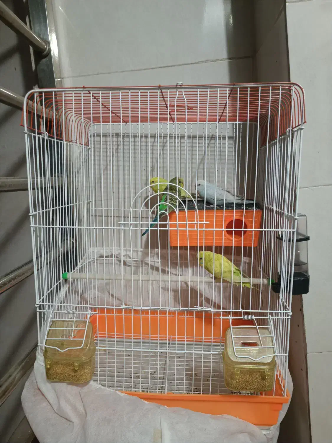 ۴ عدد مرغ عشق (۲ جفت) با قفس|پرنده|فردیس, شهرک وحدت|دیوار