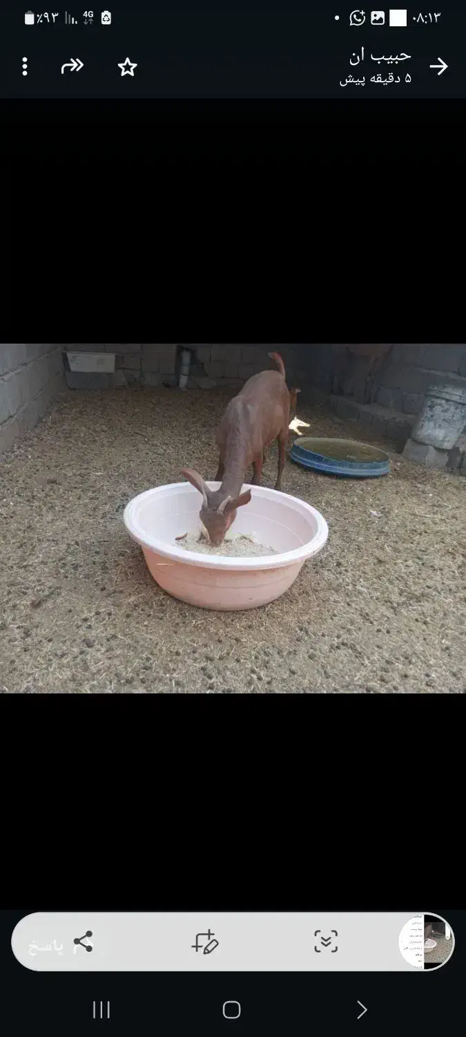 گیسه صلاله وبزمحلی داشتی وگوشتی چاق|حیوانات مزرعه|بندرعباس, |دیوار