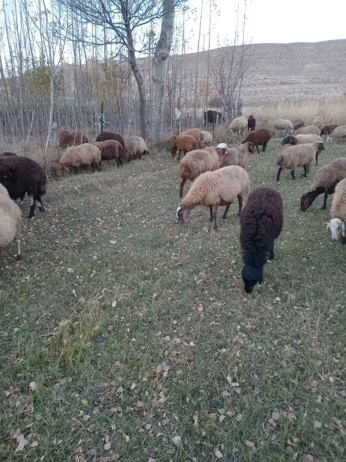 قوچ قاشقا|حیوانات مزرعه|سرعین, |دیوار