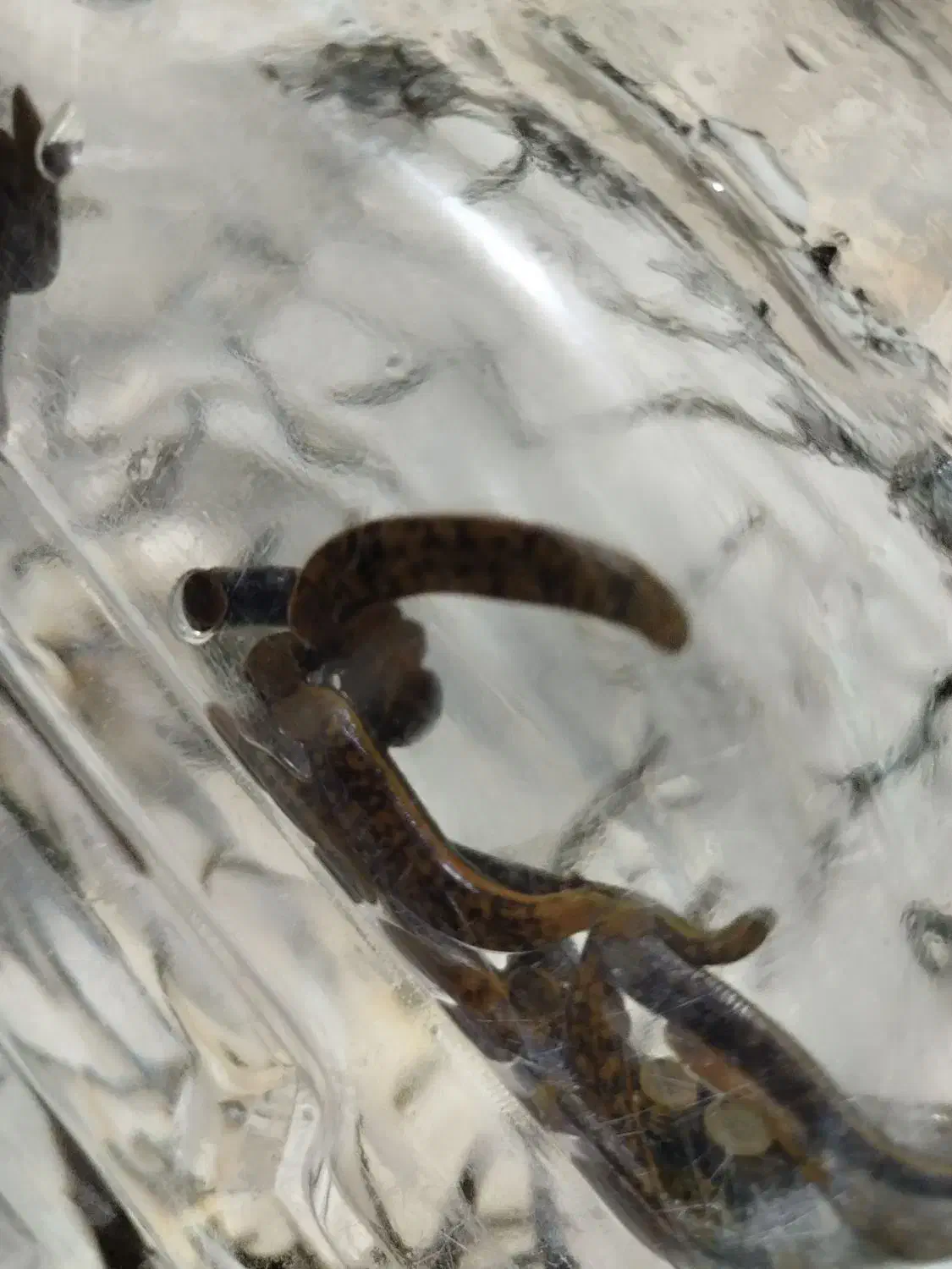 زالو آرایشی و طبی مناسب درمان هرتعداد و سایز موجود|آرایشی، بهداشتی، درمانی|اصفهان, درب سیبه علیا|دیوار