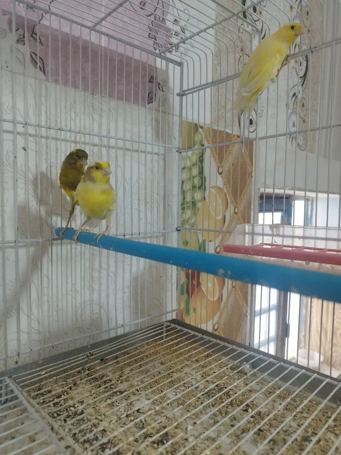 سهره|پرنده|کازرون, |دیوار