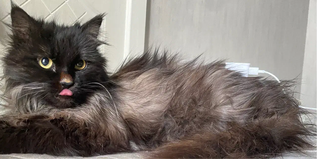 پرشین|گربه|شیراز, فرهنگ شهر|دیوار