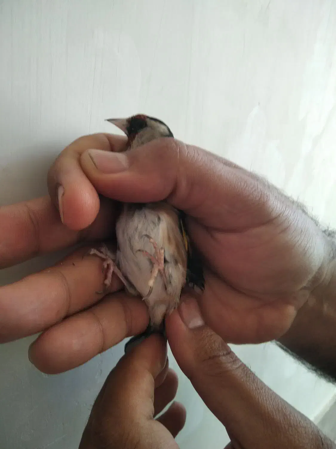 سهره . قناری|پرنده|خمینی‌شهر, |دیوار