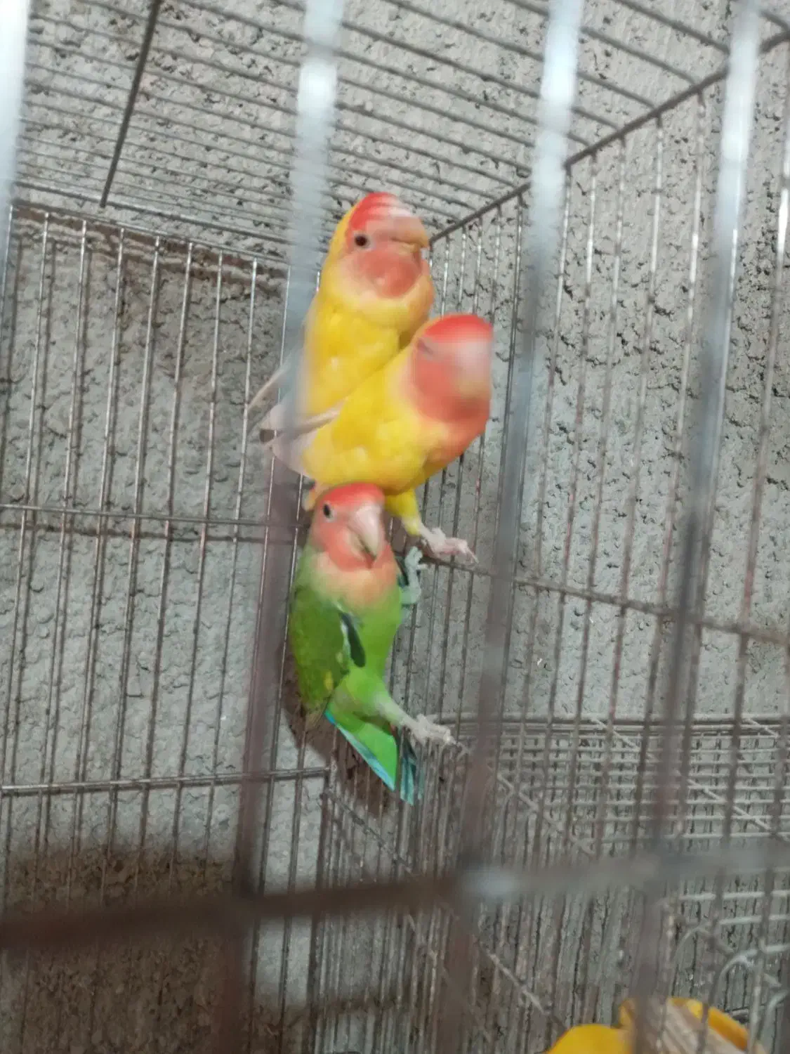 طوطی برزیلی|پرنده|مبارکه, |دیوار