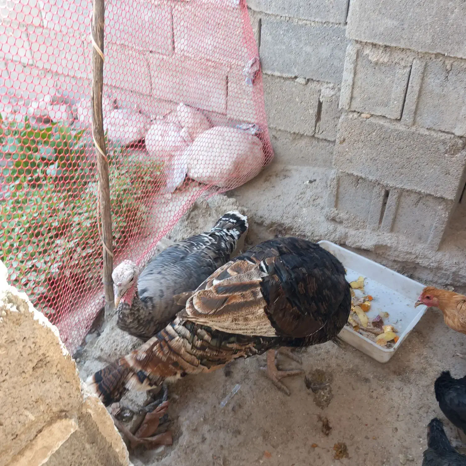 فروش بوقلمون|حیوانات مزرعه|دهدشت, |دیوار