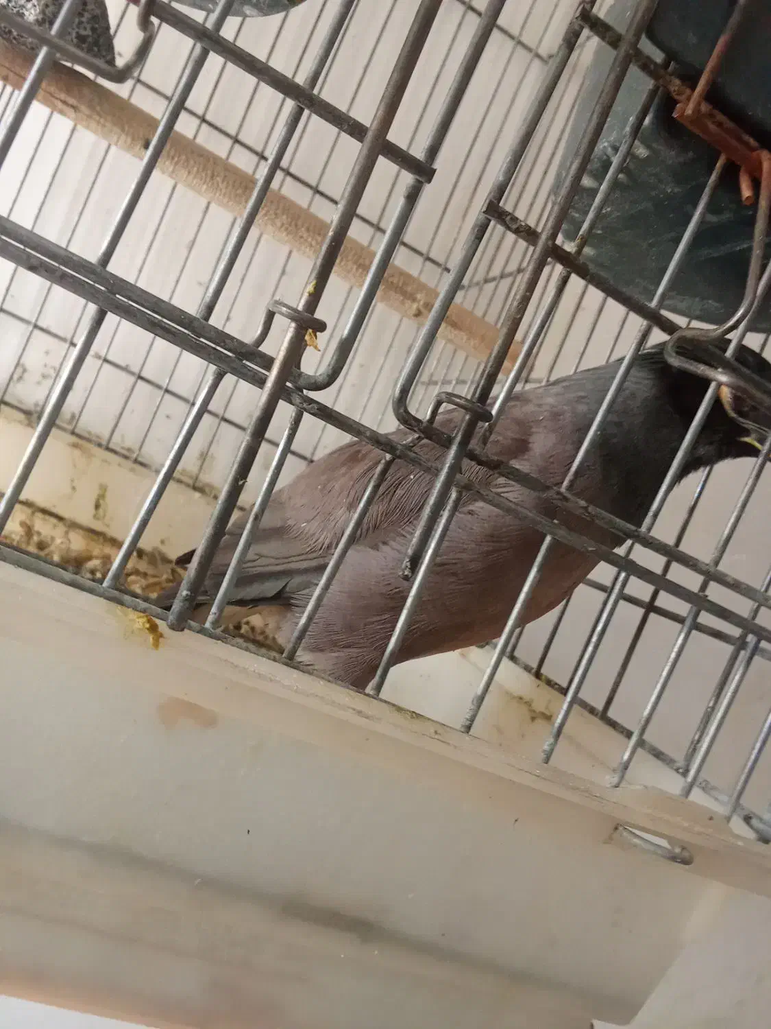 مرغ مینا|پرنده|مرودشت, فرهنگ|دیوار