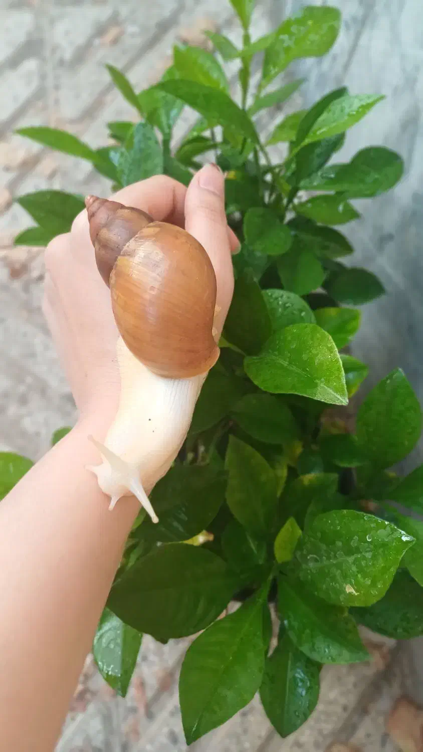 حلزون آچاتینا برای پرورش و سلامت پوست|خزنده|خوی, |دیوار