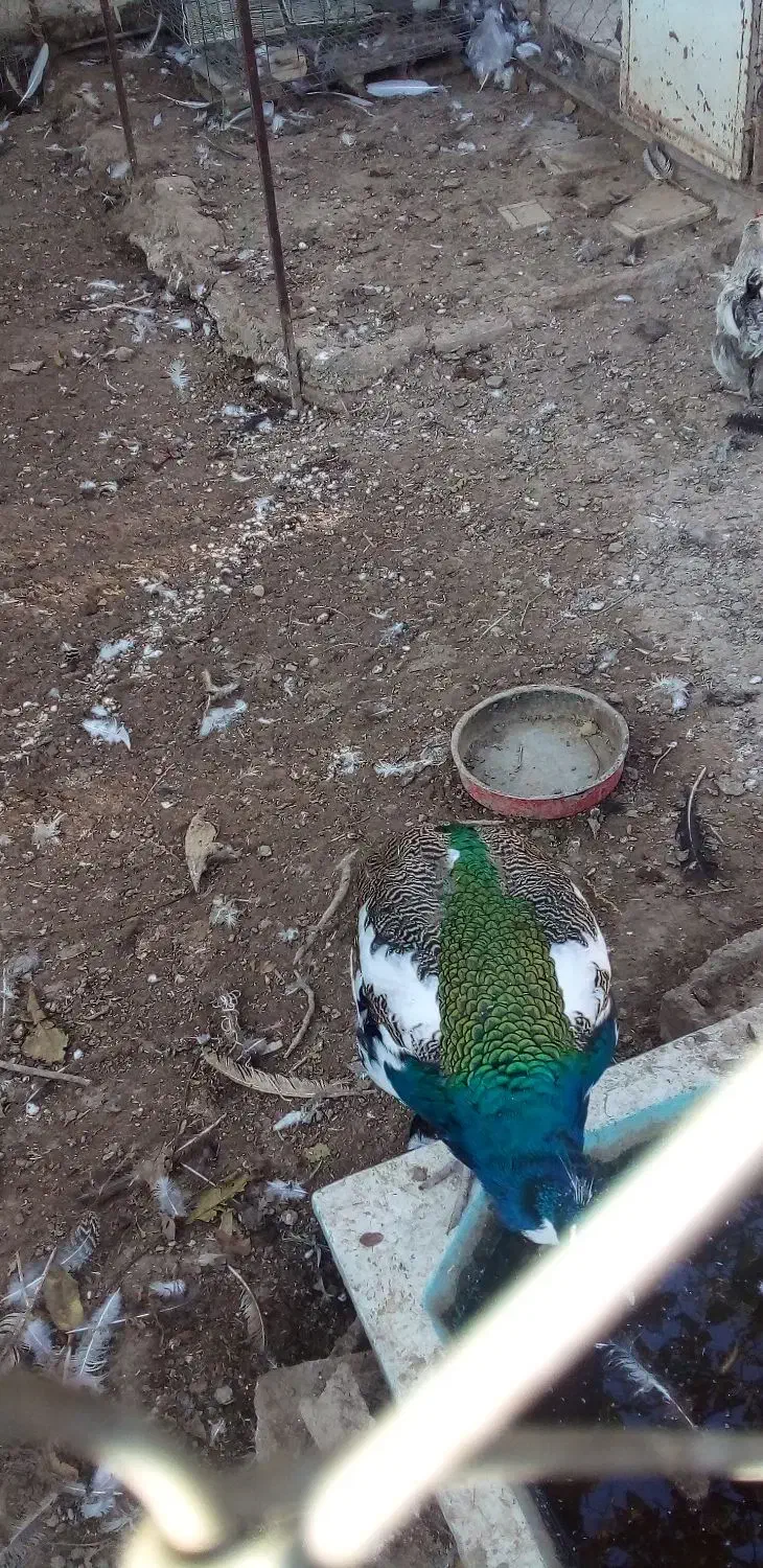 طاووس هندی ابلغ و مصری|پرنده|تاکستان, |دیوار