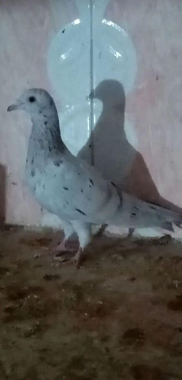 نر ماده هفت رنگ خطی|پرنده|تربتحیدریه, حیدرآباد|دیوار