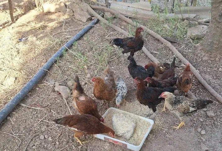 نیمچه خروس مرغ|حیوانات مزرعه|قصرشیرین, |دیوار