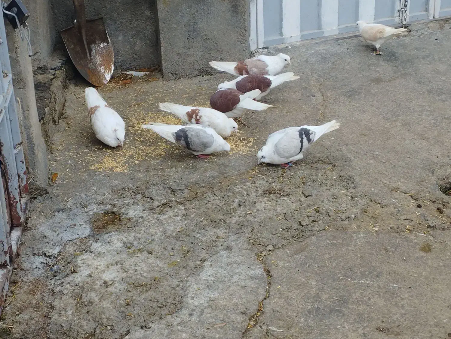 شونی|پرنده|اشترینان, |دیوار