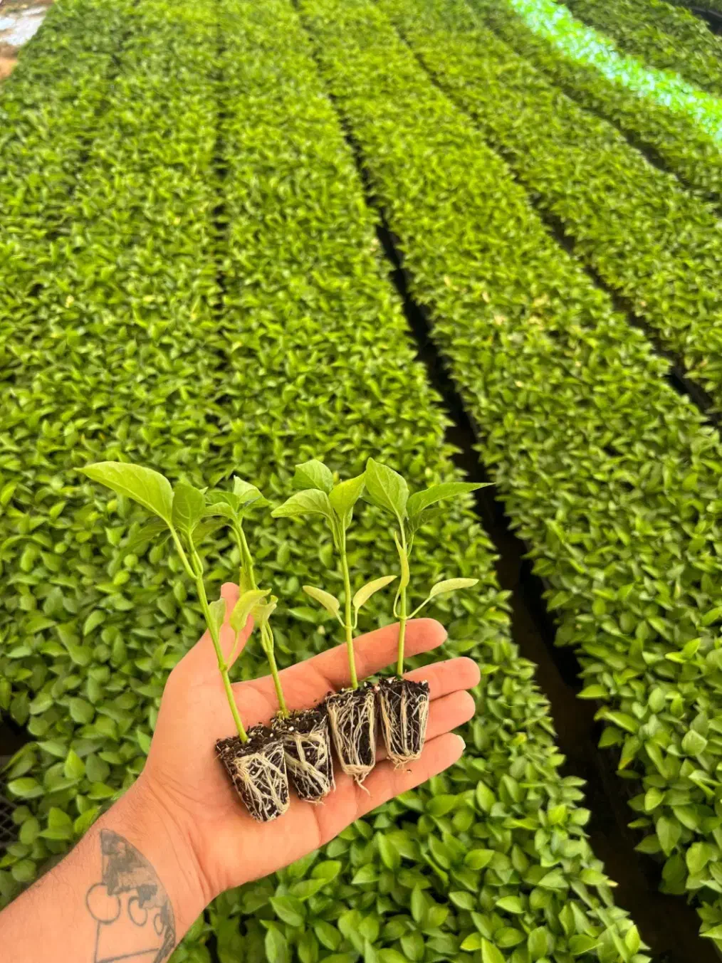 نشا گوجه فلفل بادمجان|خدمات باغبانی و درختکاری|جم, |دیوار