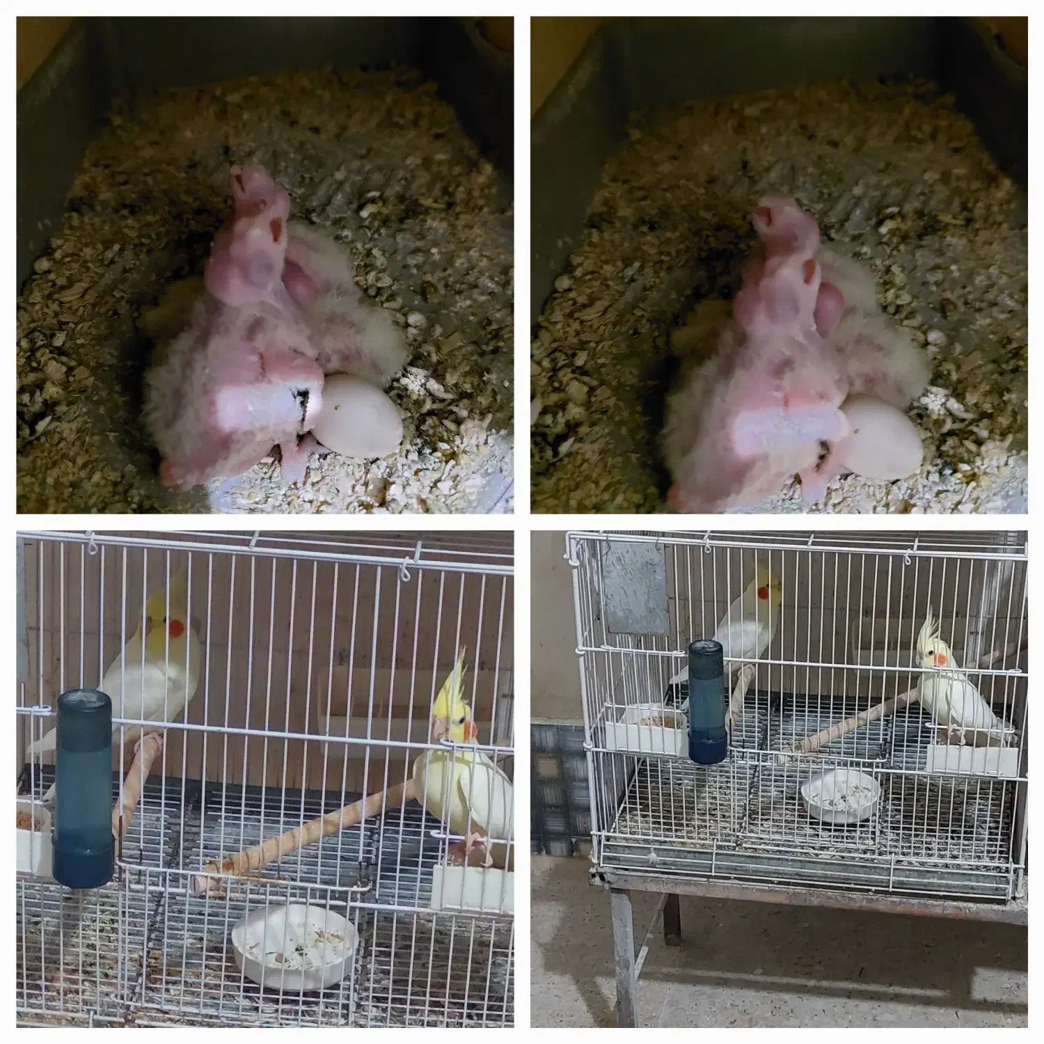 عروس هلندی مولدباجوجه|پرنده|زرقان, |دیوار