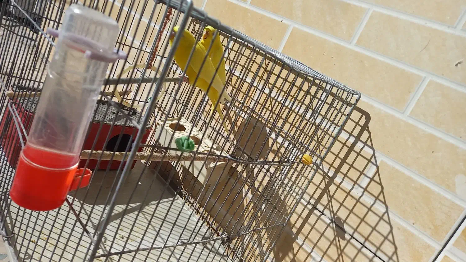 یک جفت مرغ عشق زرد|پرنده|بروجن, |دیوار