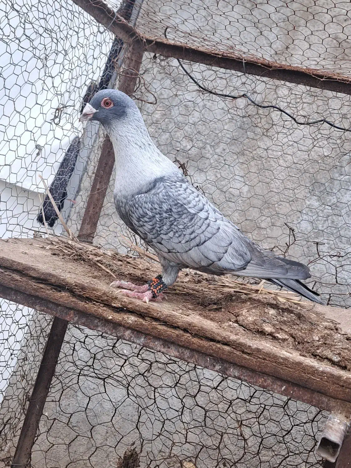 کبوتر|پرنده|داراب, |دیوار