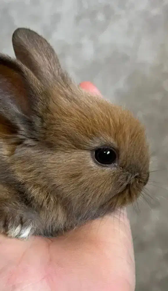 خرگوشی پفکی|موش و خرگوش|تبریز, |دیوار