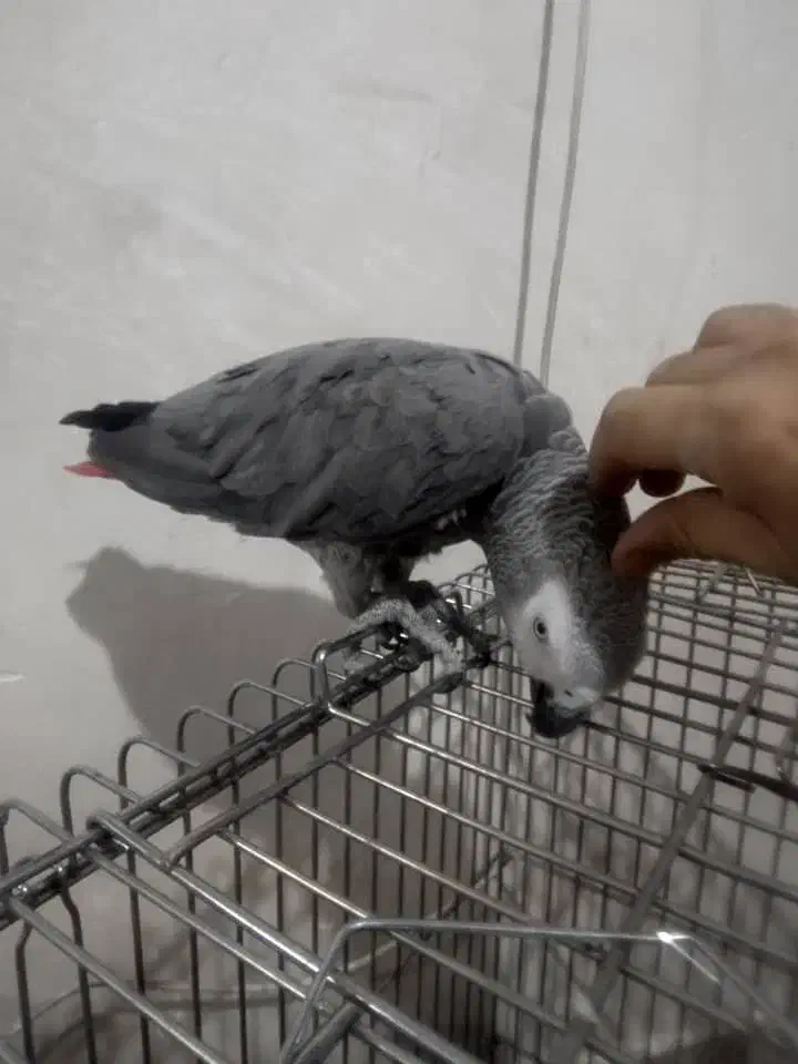 کاسکو نابغه تک در ایران|پرنده|ری, دولت‌آباد|دیوار