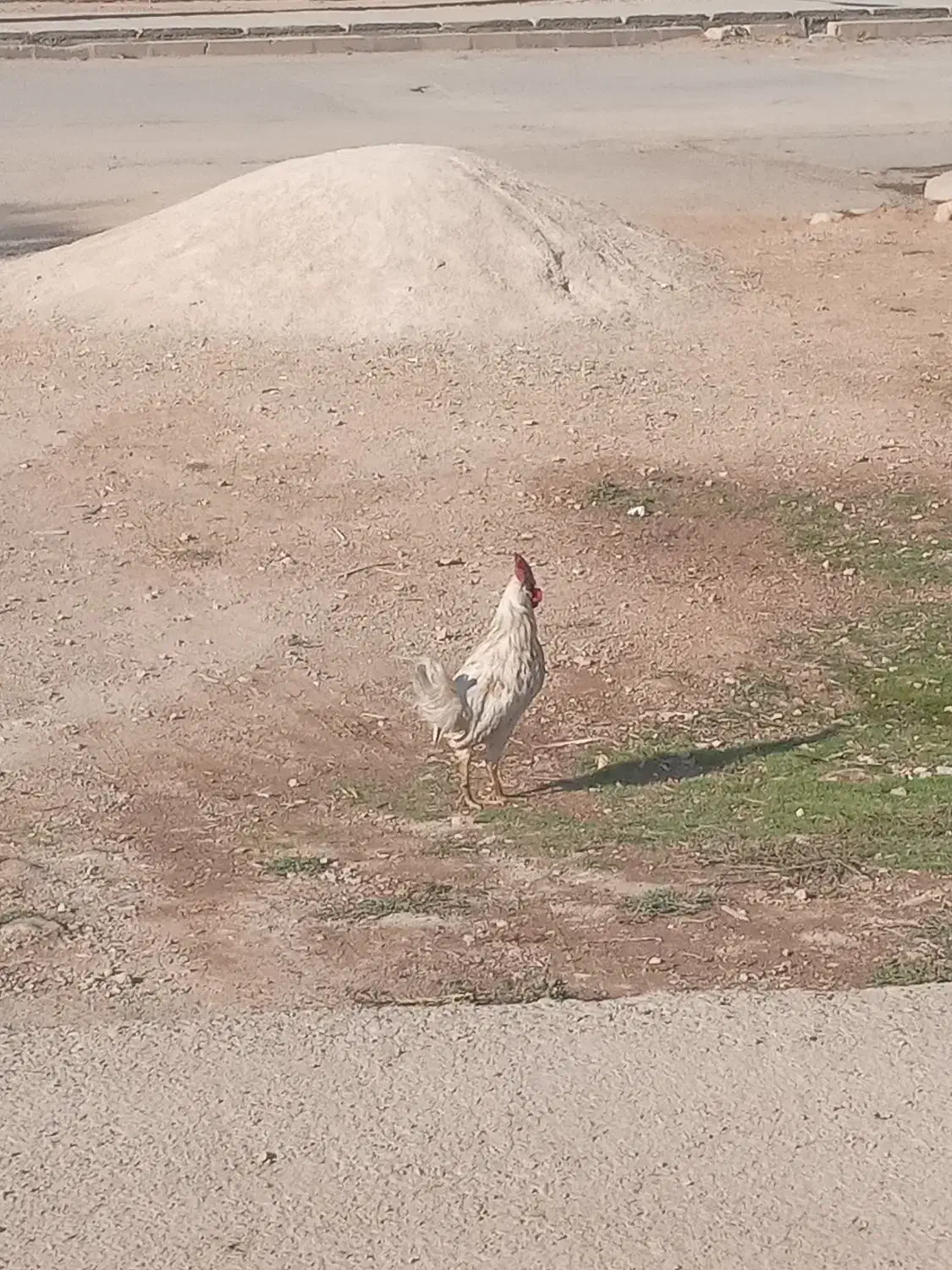 خروس و مرغ و ماهی زنده و جوجه لاری جوجه کردی سینم|حیوانات مزرعه|ایوان, |دیوار
