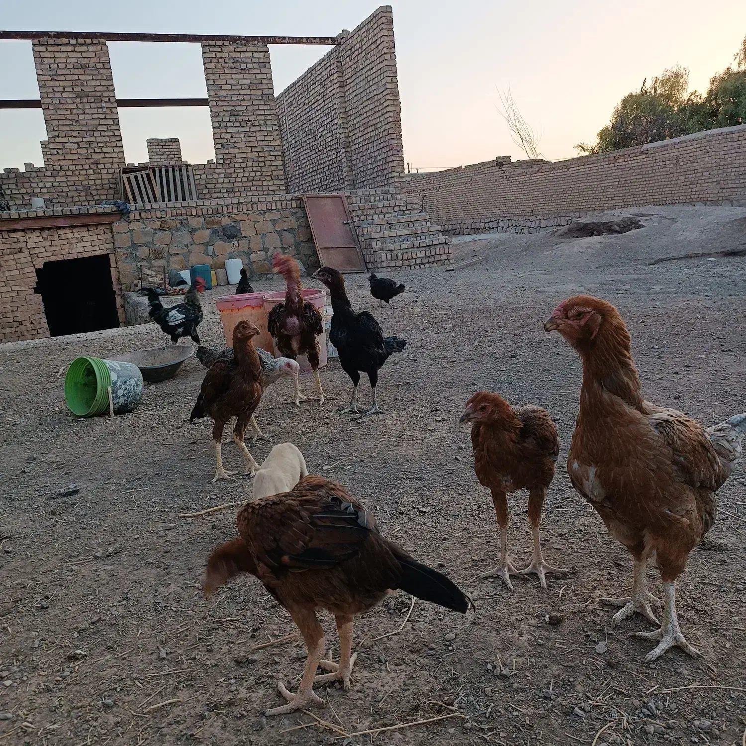 مرغ لاری و جوجه لاری اصیل|حیوانات مزرعه|سبزوار, زینبیه|دیوار