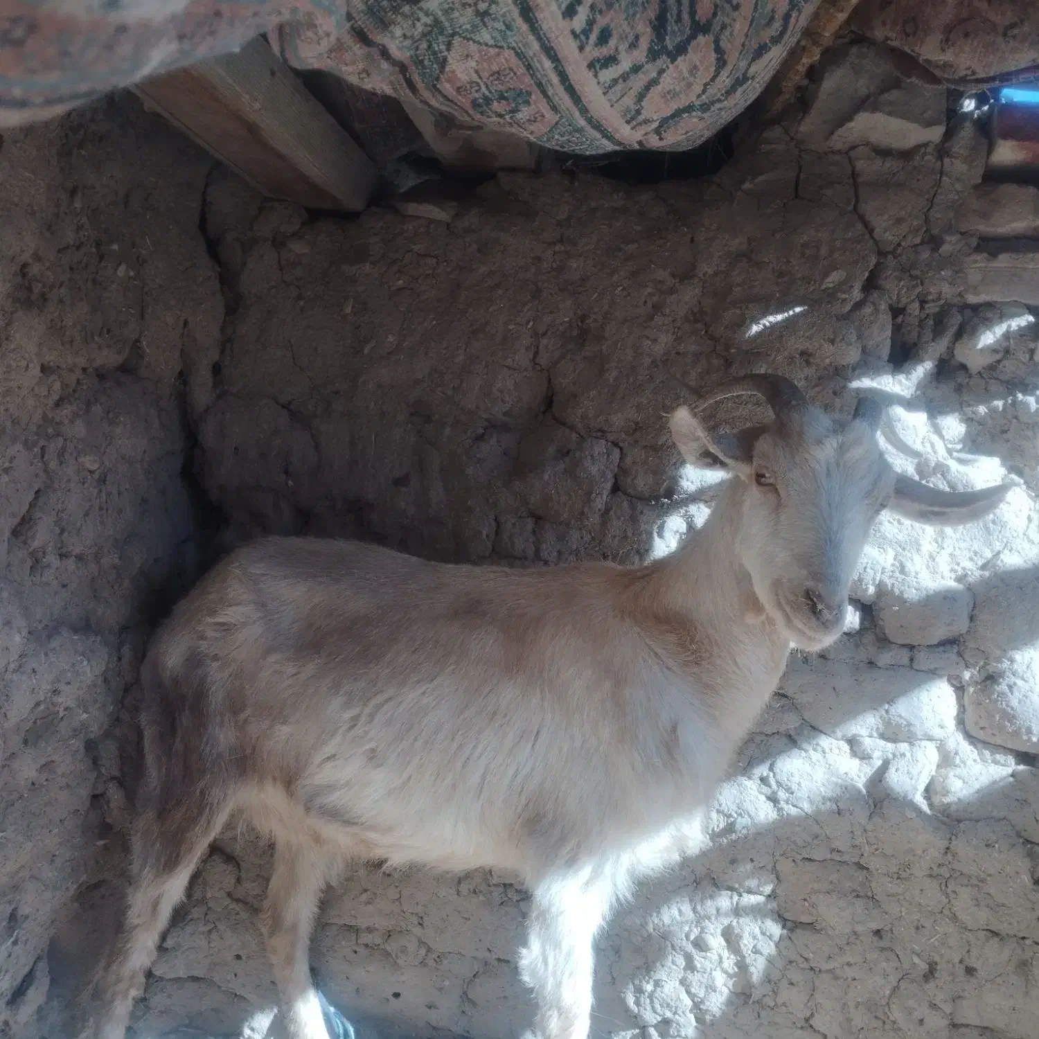 بز سانان|حیوانات مزرعه|خوسف, |دیوار