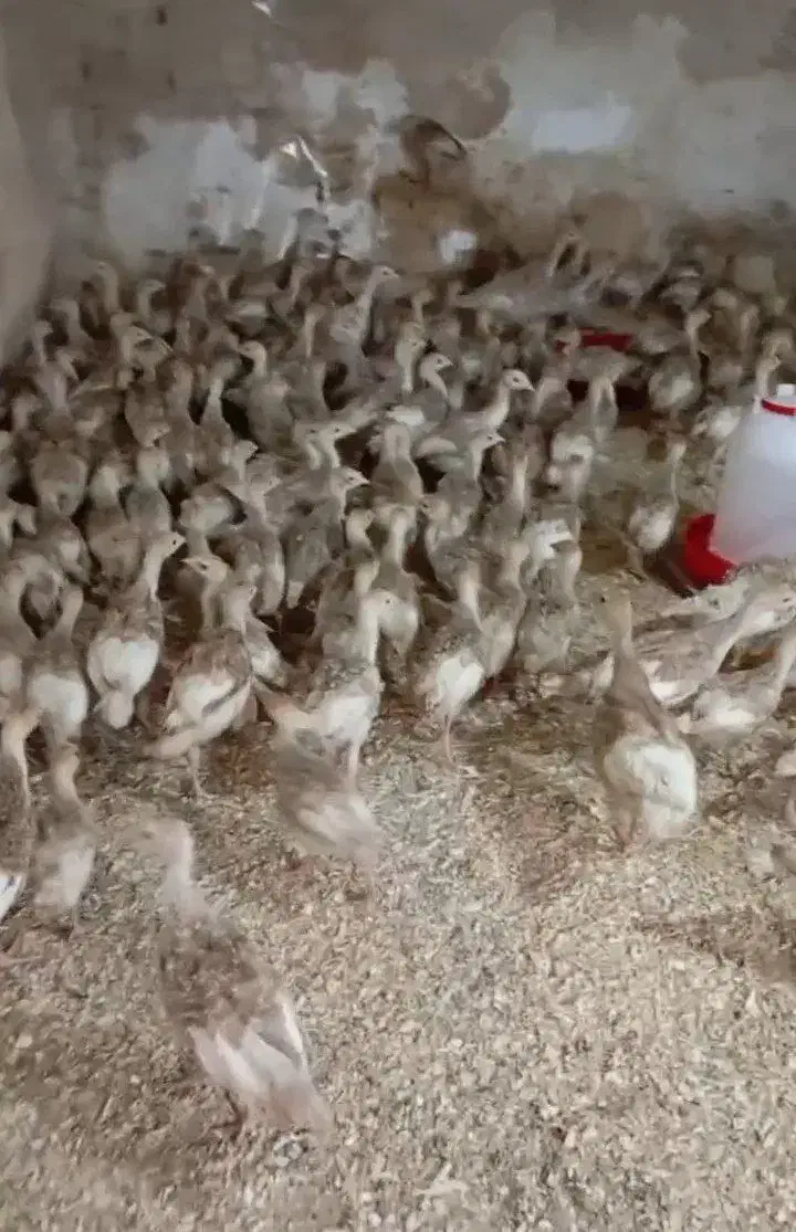 جوجه بوقلمون بوربون کانادایی|حیوانات مزرعه|اسلام‌شهر, شهرک مهدیه|دیوار