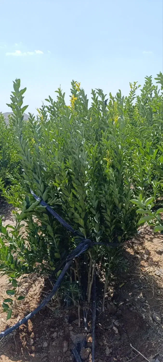 فروش انواع نهال مرکبات|خدمات باغبانی و درختکاری|کهنوج, |دیوار