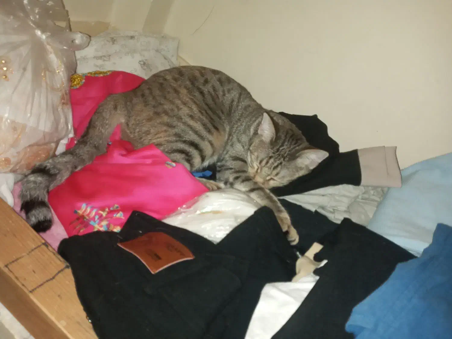 واگذاری|گربه|بندرعباس, |دیوار