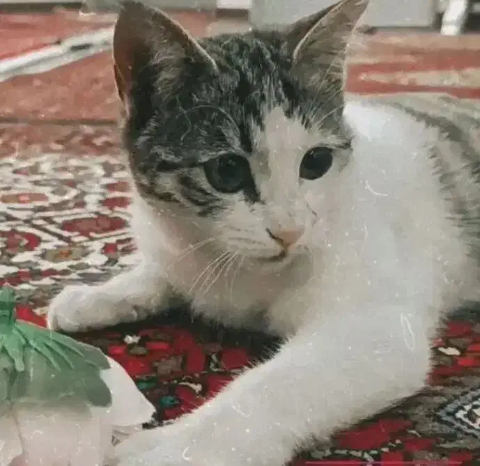 گربه گم شده در ابهر حوالی ثبت احوال کوچه خانصنمی|گربه|ابهر, |دیوار