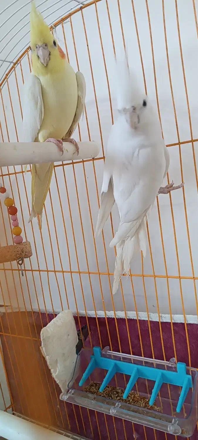 عروس هلندی جفت اماده|پرنده|کشکسرای, |دیوار