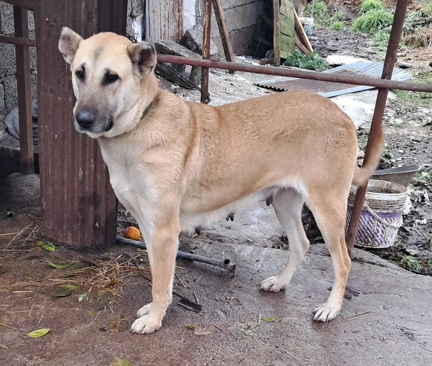 سرابی اصیل|سگ|کوچصفهان, |دیوار