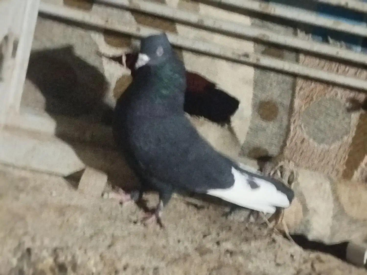 فروش پنج تا کفتر رنگی|پرنده|داراب, |دیوار