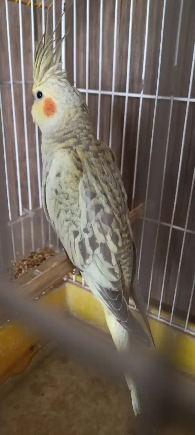 عروس هلندی جفت|پرنده|بیجار, |دیوار